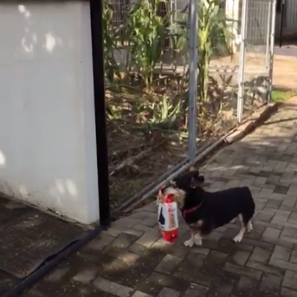 Бразилско куче пазарува само
