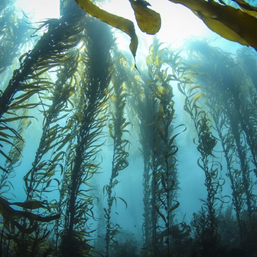 Пишкането в морето помага на водораслите да растат