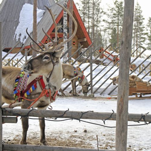 Минусовите температури в Лапландия не спират гостите на Дядо Коледа