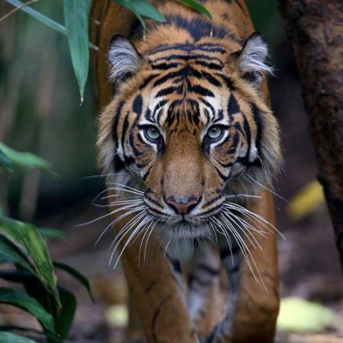 25-те най-добри зоологически градини в света